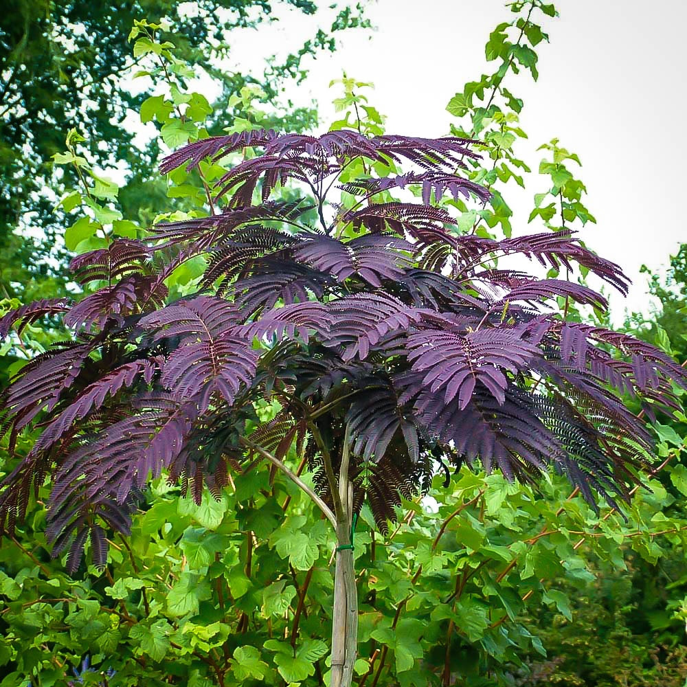 Chocolate Mimosa Silk Tree For Sale Online The Tree Center