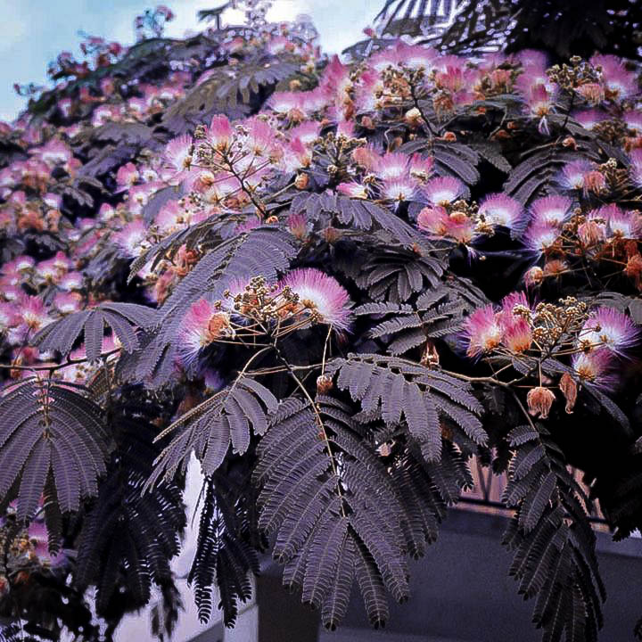 Chocolate Mimosa Silk Tree For Sale Online The Tree Center