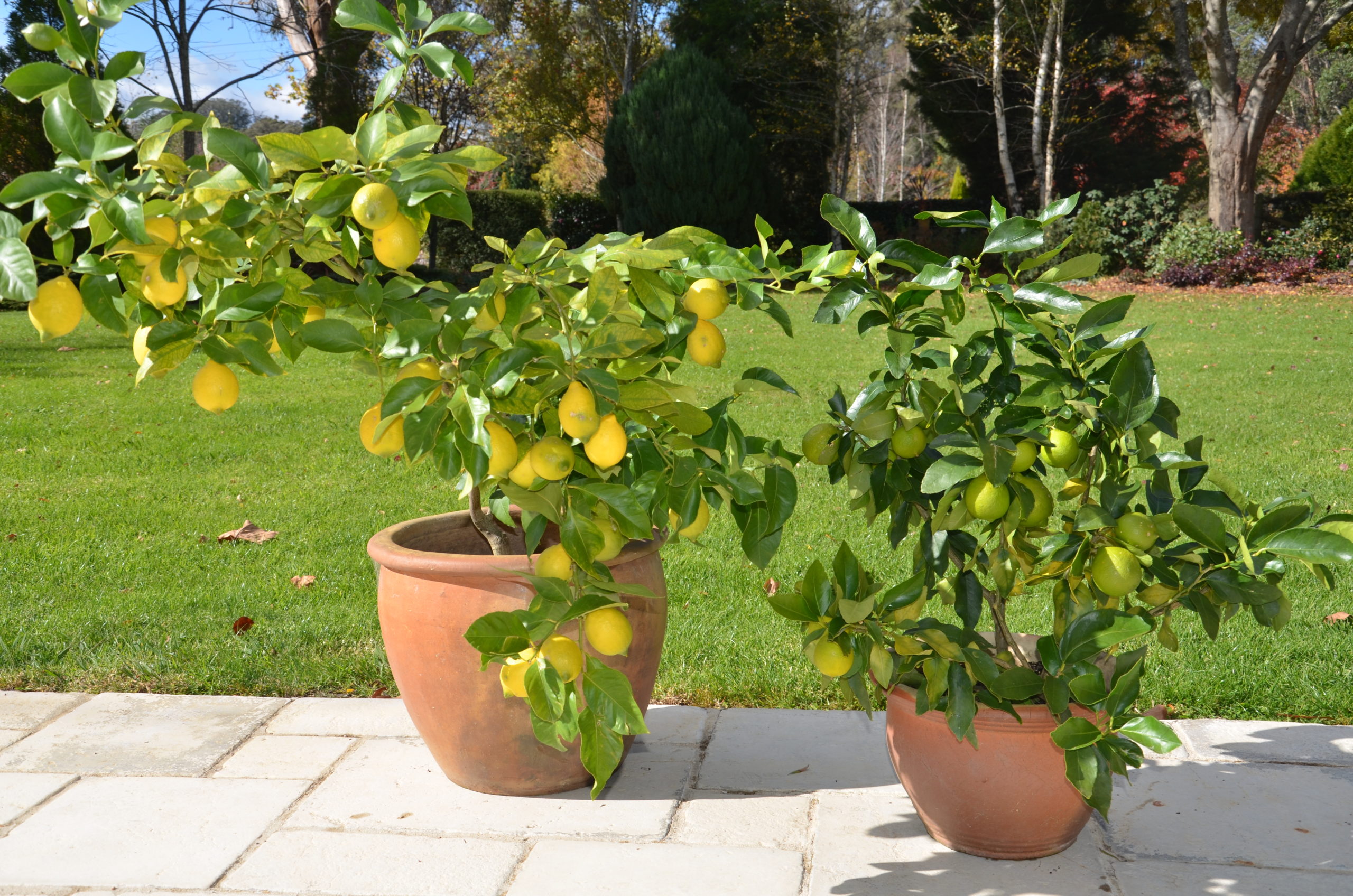 Maintaining lemon trees in containers