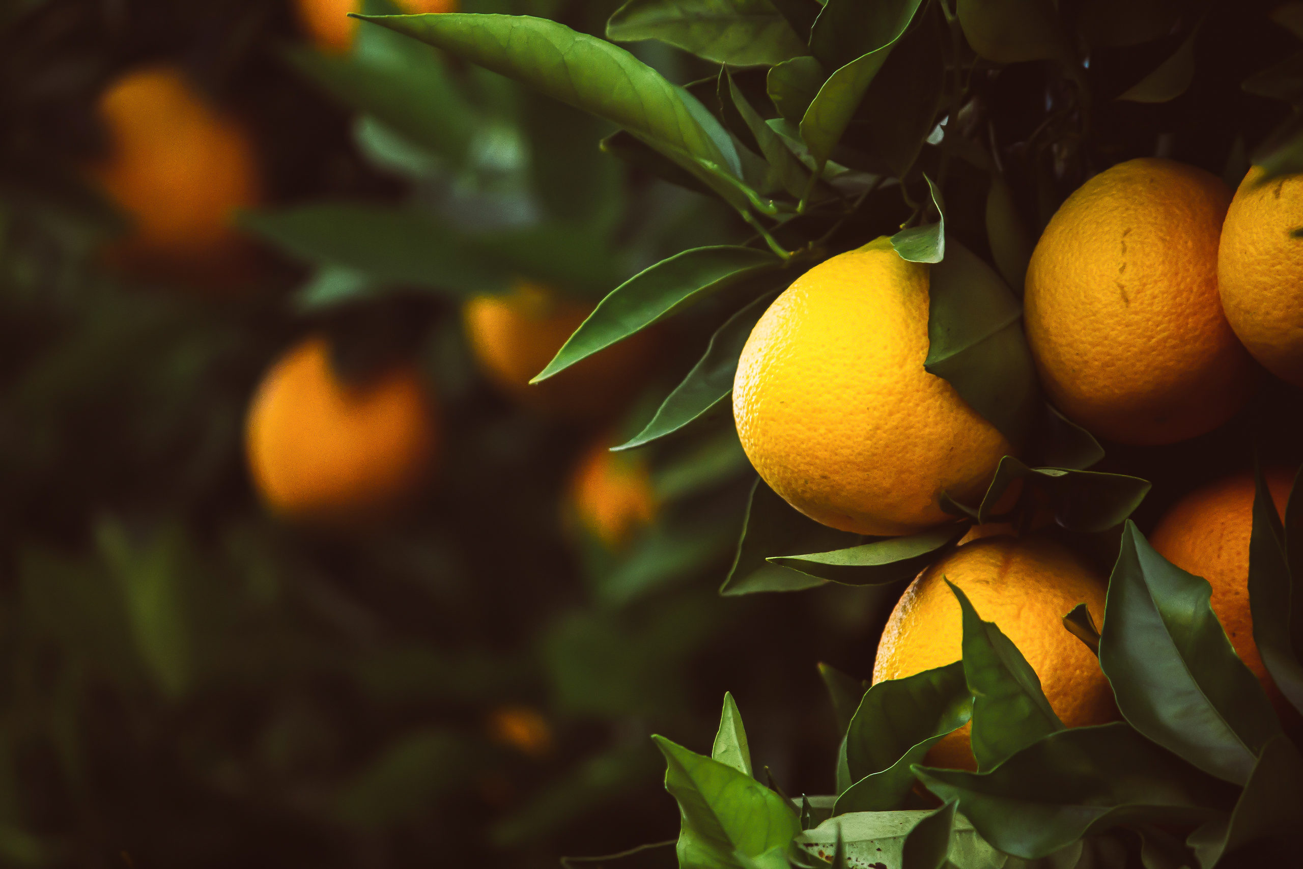 How To Plant Citrus Trees StepbyStep Planting & Care Guide for