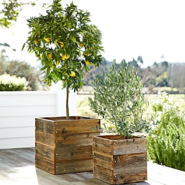Planting Guides How to Plant Citrus Trees - The Tree Center