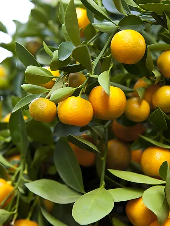 Clementine Mandarin Tree