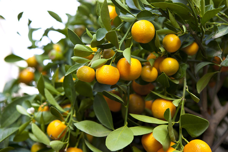 Clementine Bush For Sale Online The Tree Center