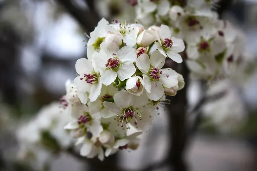 Cleveland Pear Tree Blossoms