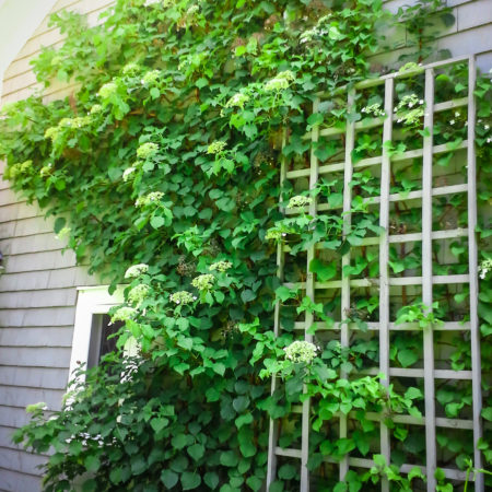 Climbing Plants