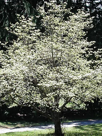 Cloud 9 Dogwood Tree