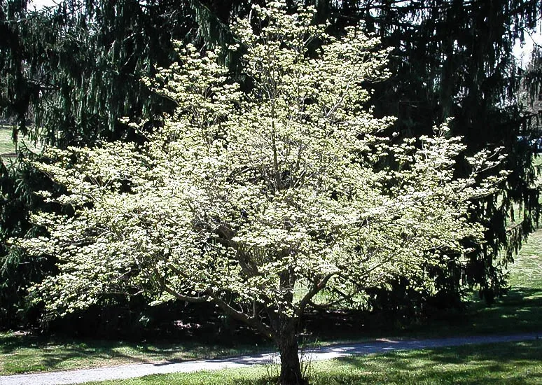 Cloud 9 Dogwood Tree For Sale Online The Tree Center
