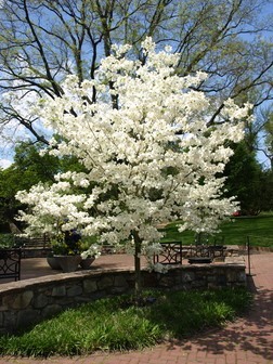 Cloud Nine Dogwood Tree Flowering