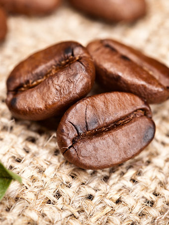 Arabica Coffee Plant
