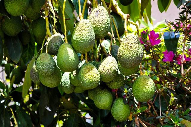 Fruit bearing avocado tree for sale
