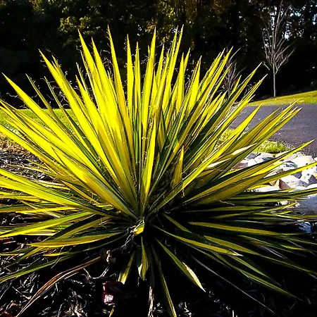 Yucca Plants