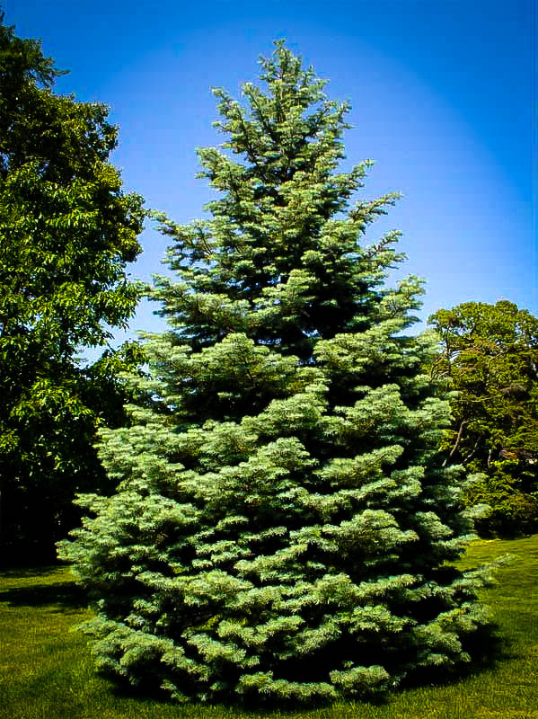 Colorado White Fir Abies Concolor The Tree Center