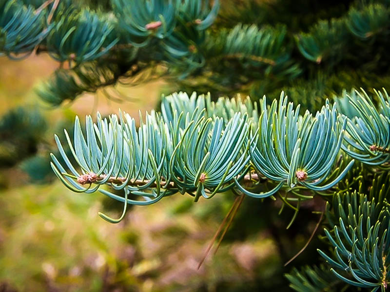 Colorado White Fir Abies Concolor The Tree Center