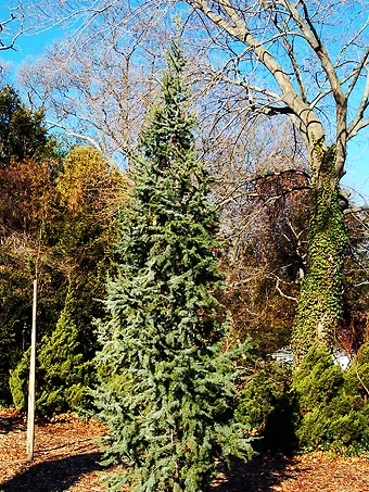 Columnar Blue Atlas Cedar