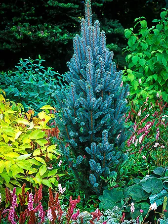 Columnar Blue Spruce