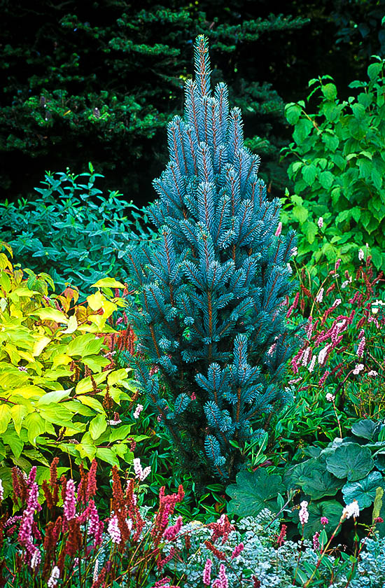 Dwarf Blue Spruce Tree