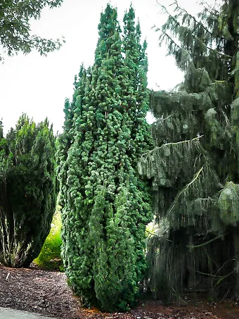 Columnar English Yew