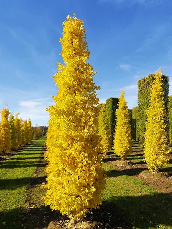 Columnar Ginkgo Tree