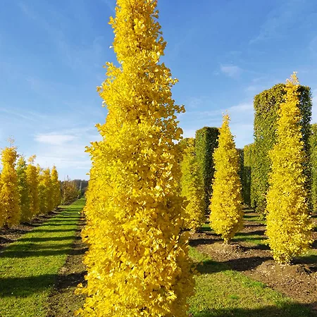 Ginkgo Trees