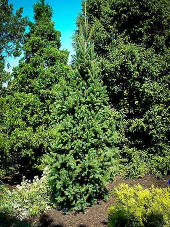 Columnar Norway Spruce