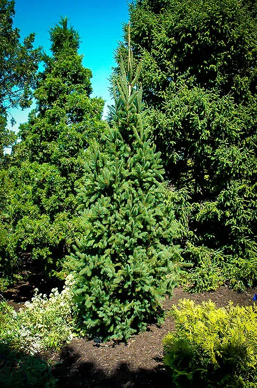 Columnar Norway Spruce