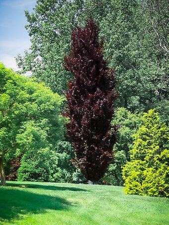 Tri Color Beech Trees For Sale Online The Tree Center