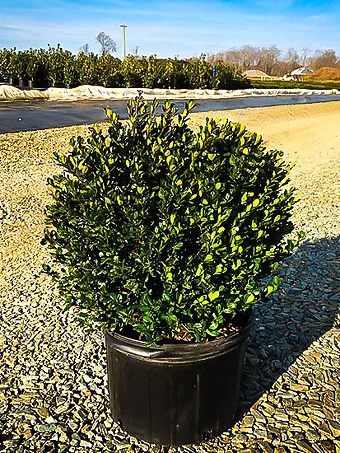Compact Japanese Holly