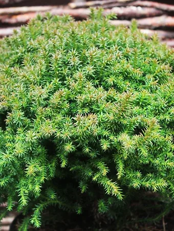 Compressa Dwarf Japanese Cedar