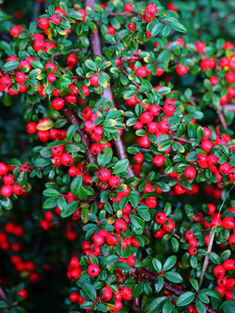 Coral Beauty Cotoneaster