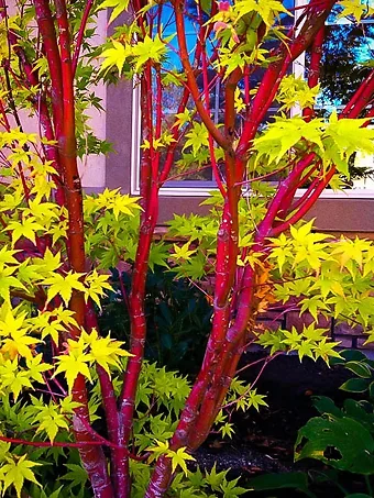 Coral Japanese Maple Tree Bark