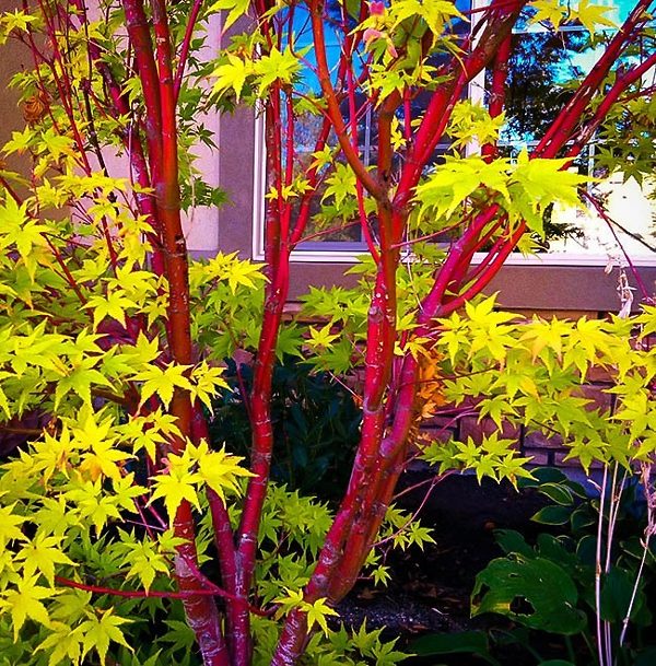 Coral Japanese Maple Tree Bark