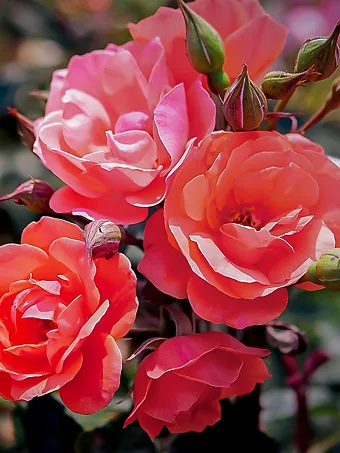 Coral Knock Out® Rose