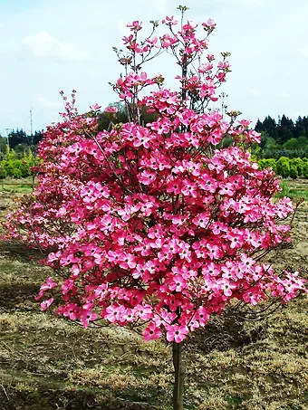 Coral Red Dogwood Tree
