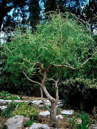 Corkscrew Willow Tree