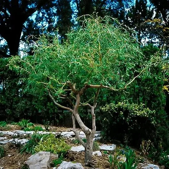 Corkscrew Willow For Sale Online The Tree Center
