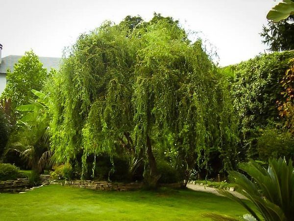 Mature Corkscrew Willow Tree