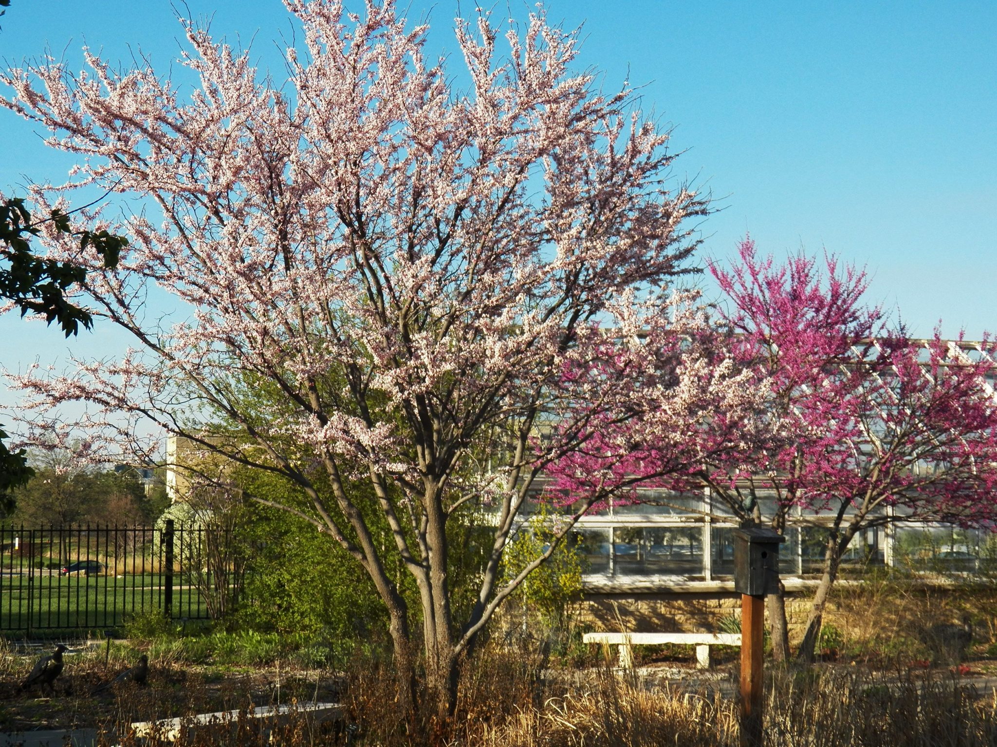 Cotton Candy Redbud Trees For Sale Online The Tree Center