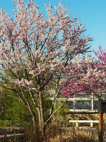 Cotton Candy® Redbud Tree