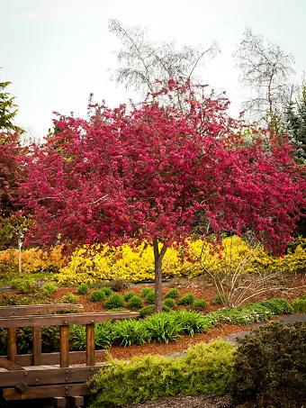 Centurion Crabapple Tree