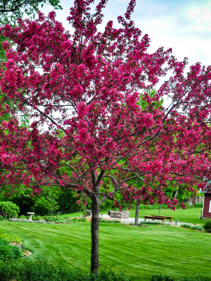 Flowering Crab Apple Trees For Sale The Tree Center