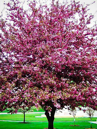 Profusion Crabapple Tree