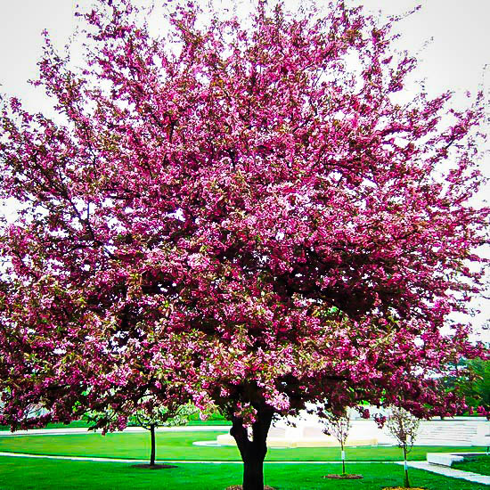 How Royal Raindrops Crabapple can Save You Time, Stress, and Money.