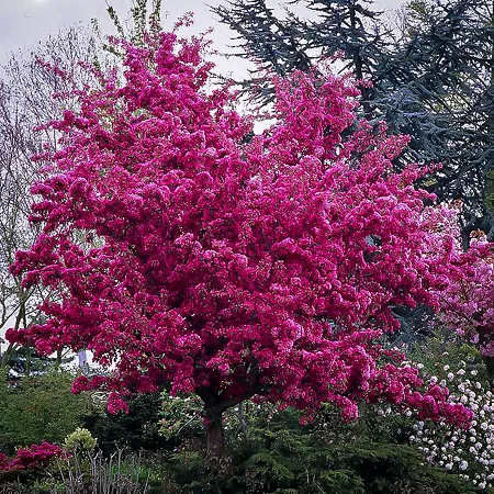 Flowering Crabapple Trees