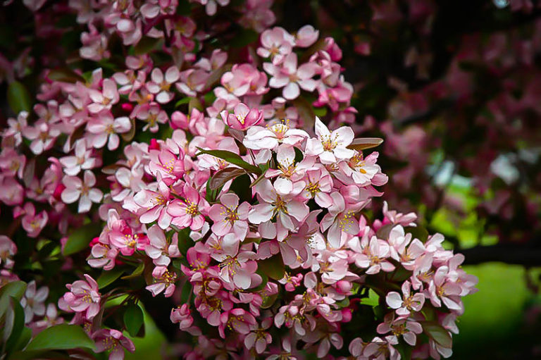 crabapple malus flowering hybrid