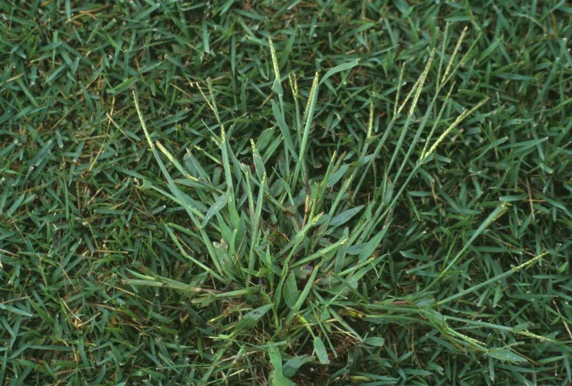 Crabgrass