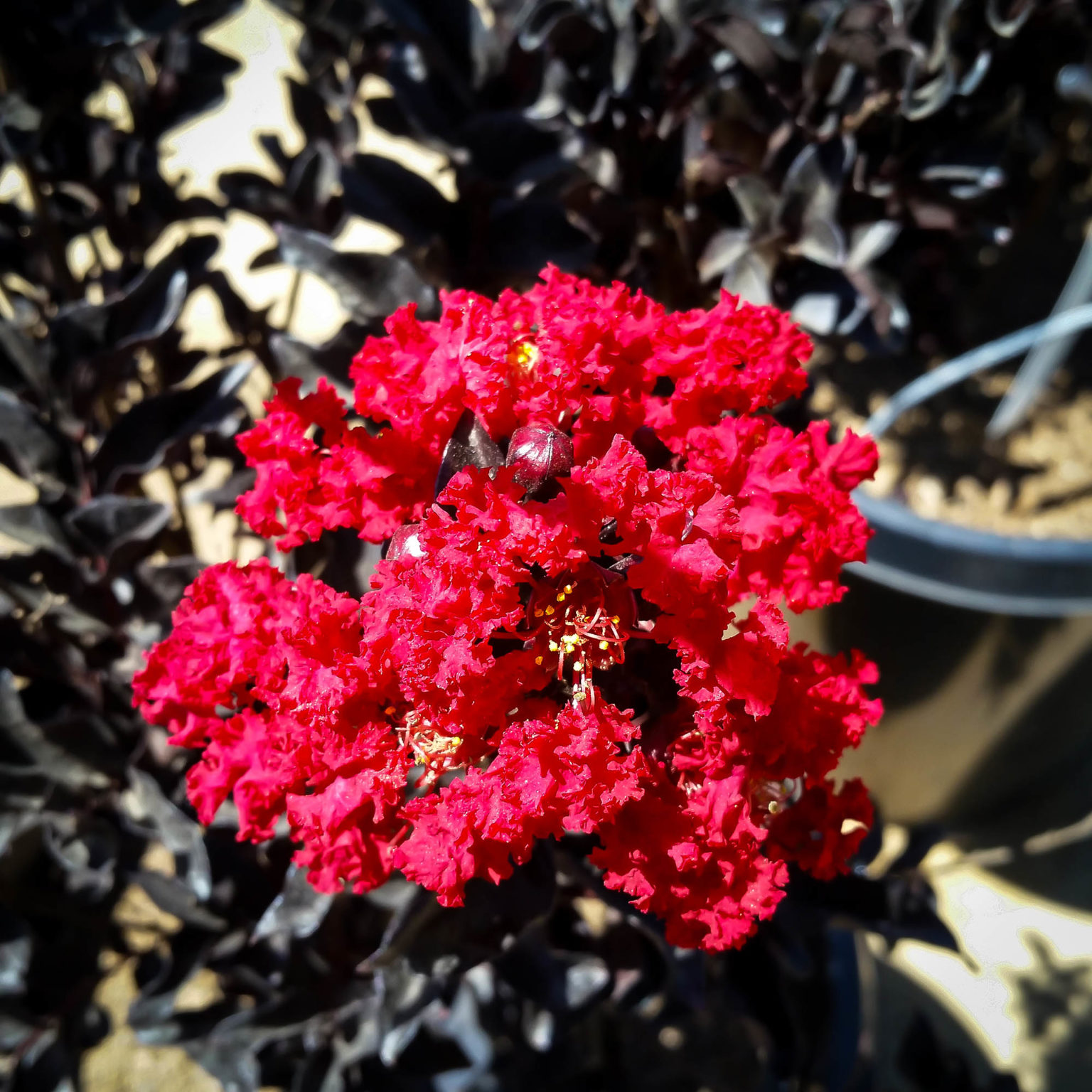 Buy Best Red Black Diamond Crape Myrtles Online The Tree Center