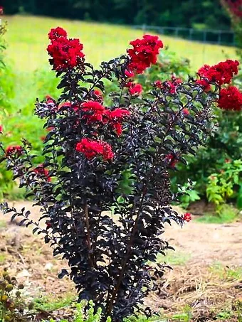 Crimson Red Black Diamond Crape Myrtle