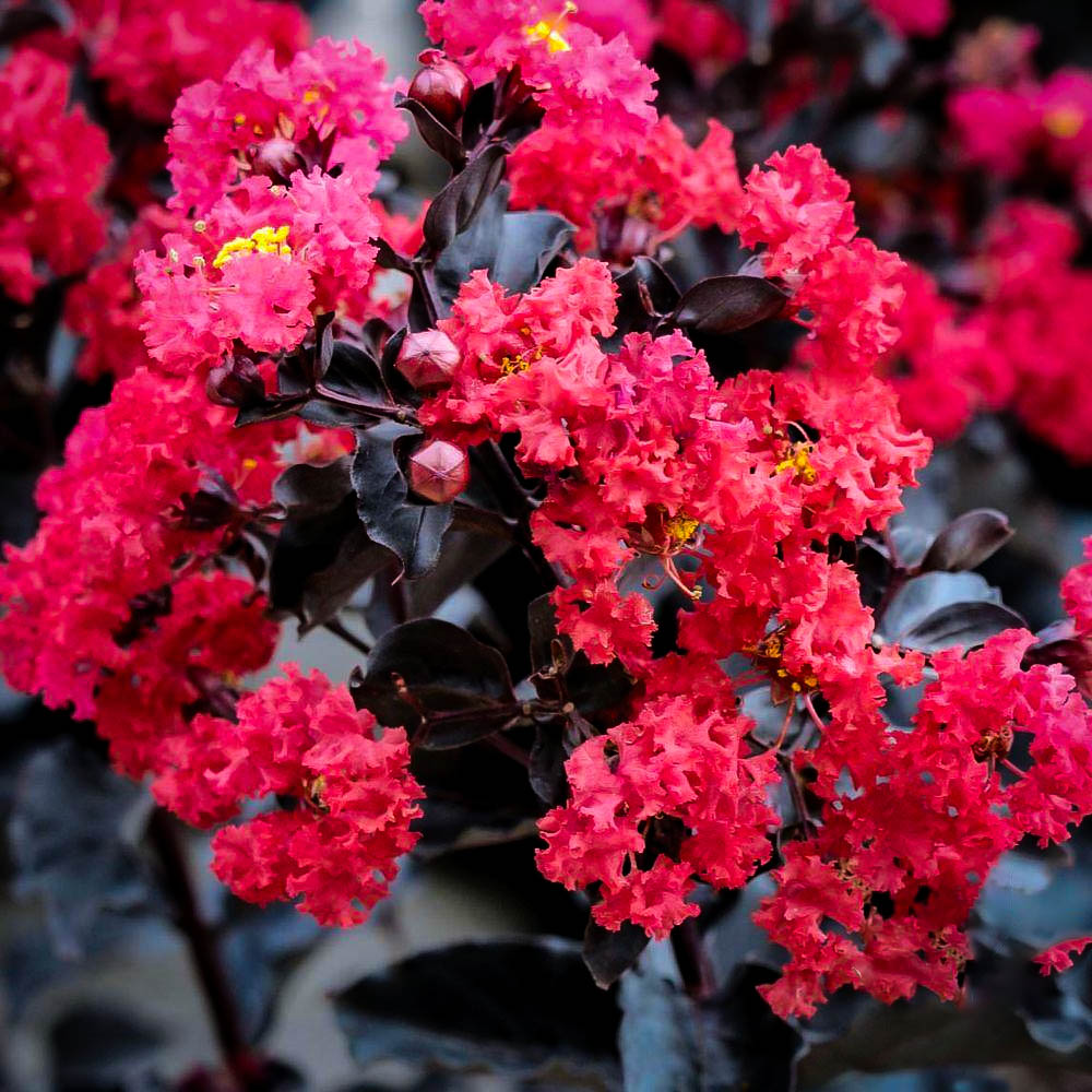 Crimson Red Black Diamond Crape Myrtles For Sale The Tree Center
