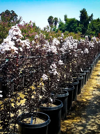 Pure White Black Diamond Crape Myrtle