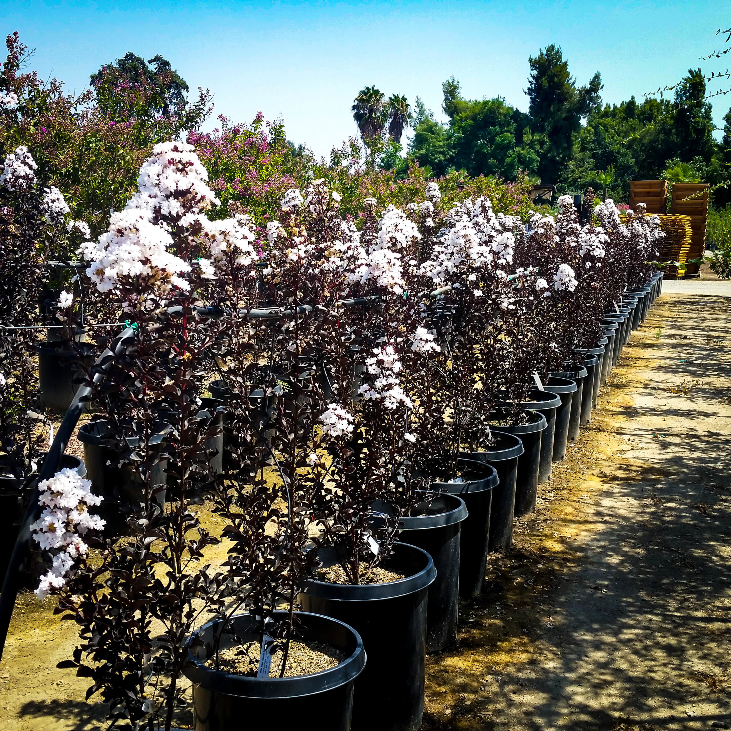 Pure White Black Diamond Crape Myrtle